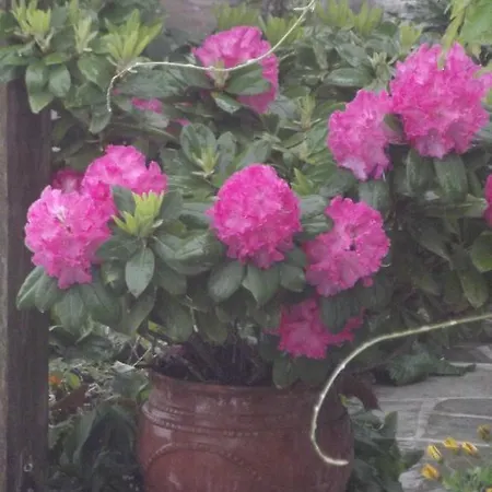 Vera's Traditional House Apartament Zagora